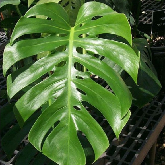 Green Leaf Dangle Earrings - Picture 5 of 6